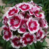 ����ʯ��