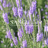 ���ô���Ůӣ