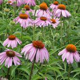 �ɹ���/��׶��