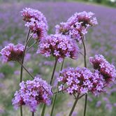 ��Ҷ���޲�