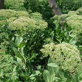 �˱�����