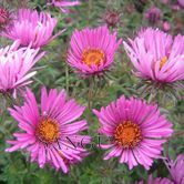 ��ɽ����