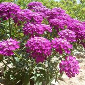 ���һ�-������