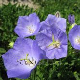 ����ݣ���)