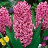 ����.��ɯ