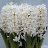 ������˹