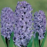 ��ɫ������