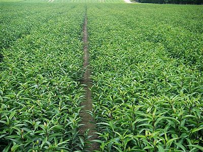 ����  Robina