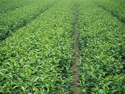 ����  Sorbonne