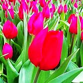 ʥ������