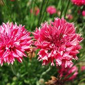 ʸ����-����