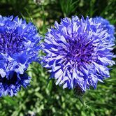 ʸ����-�߸�