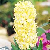 ���˹���