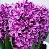 ����С��