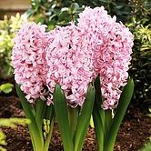 ��ɫ����