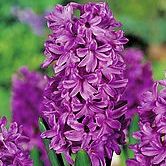 ��ɫ����