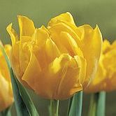 ���ؿ���