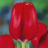 ��ɫ����