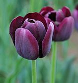 ���ɶ���