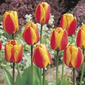 �����޾���