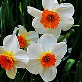 ��������ñ