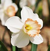 ��ɫ����