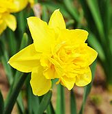 �Ͽ�����