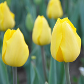 ������˹