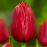 ��˫������