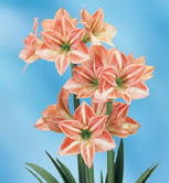 ͯ������