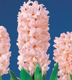 �Ӻ�����