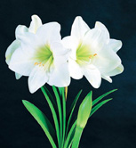 ���ز�����