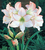 ����ʯ��