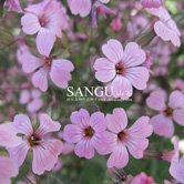 �����ǣ��ۣ�