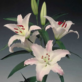 ���ɲ���