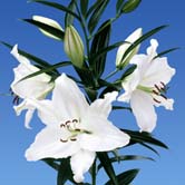 ˮ��������