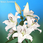 �޲�����