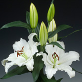 ������ķ