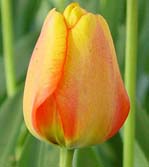 ���ΰ�����