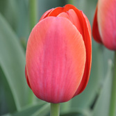 ������ķ