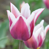 ���͵���