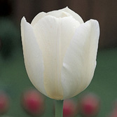 ��Ұ����