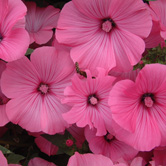 �������ۣ�