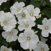 �������ף�