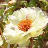 ��Ҷĵ��(̫����)