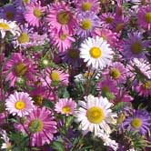 ��գ����꣩