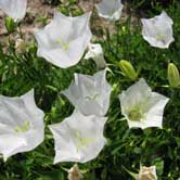 ����ݣ��ף�