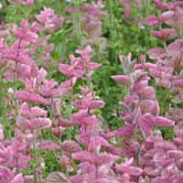 ������β��