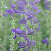 ������β��