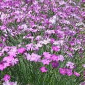 ����ʯ��